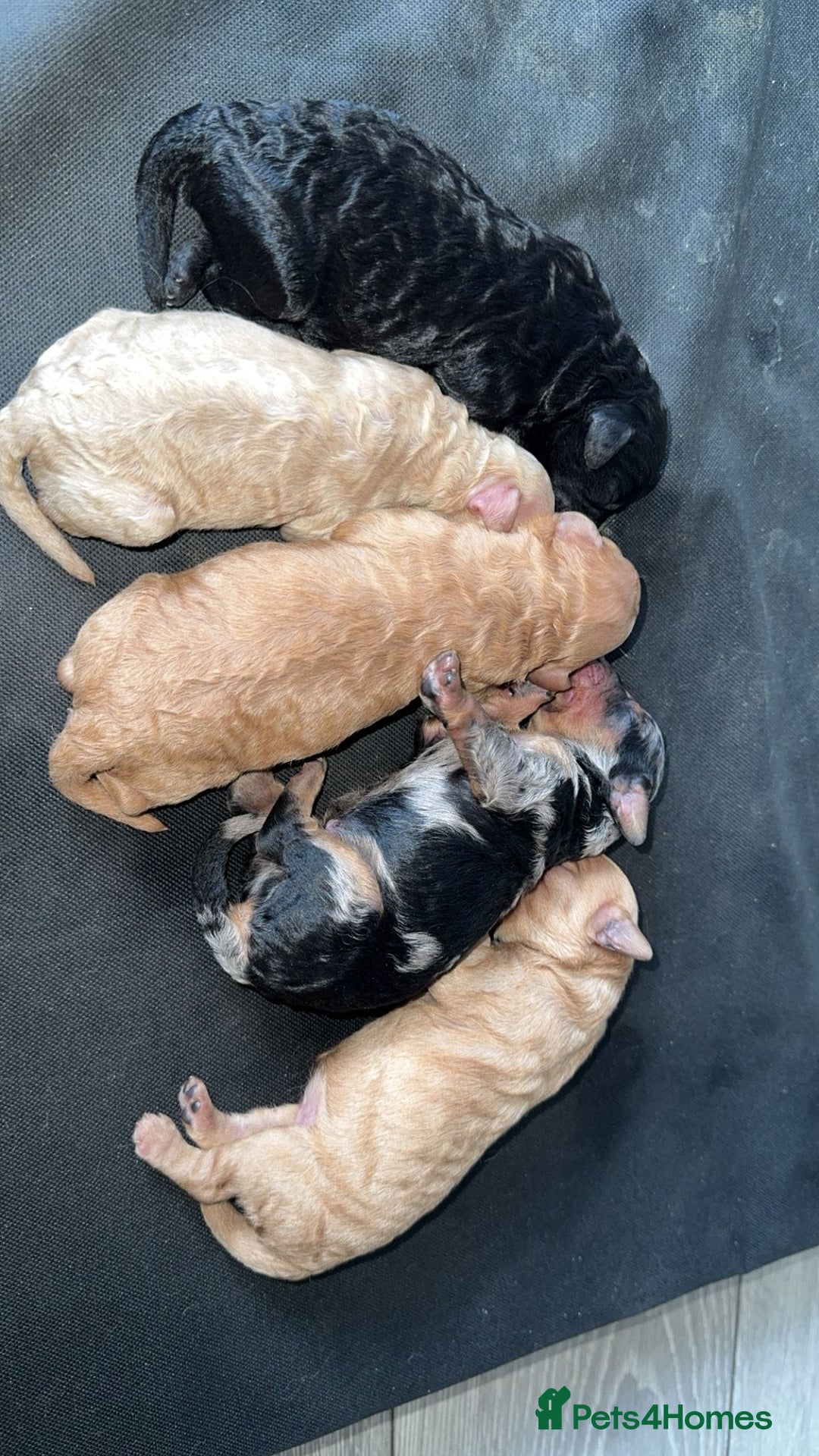 Cavapoo dogs for sale: Cavapoo puppies  - Image 5