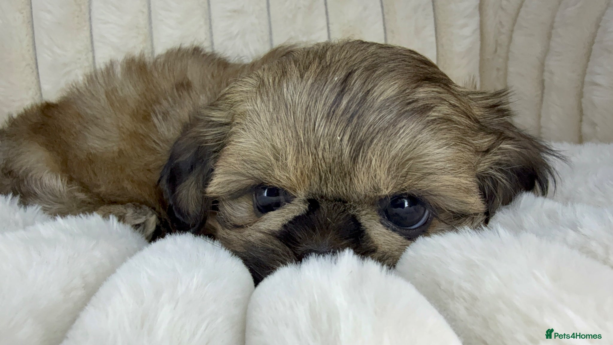 Shih Tzu dogs READY TO LEAVE - KC Imperial Shih Tzu Boy - Advert 16