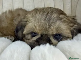 Shih Tzu dogs READY TO LEAVE - KC Imperial Shih Tzu Boy - Advert 16