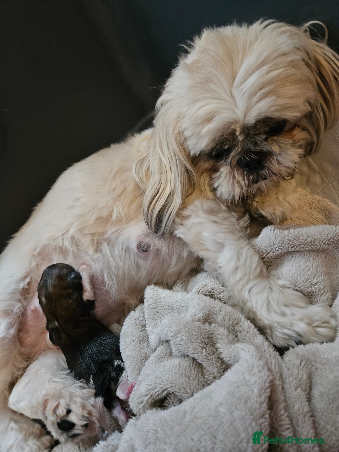 Shih Tzu dogs for sale: Beautiful shihtzu puppies  - Advert 6