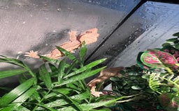 Gecko reptiles for sale: 2 baby crested geckos in Dunmow - Image 12