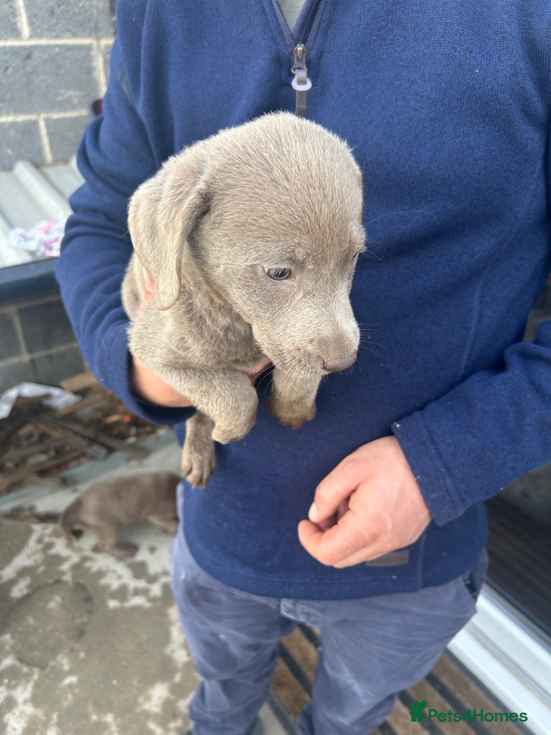 Labrador Retriever dogs for sale: Silver Labrador  - Image 16