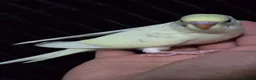Budgerigars birds for sale: Beautiful Hand-Tamed Baby Budgies - For sale - Advert 9