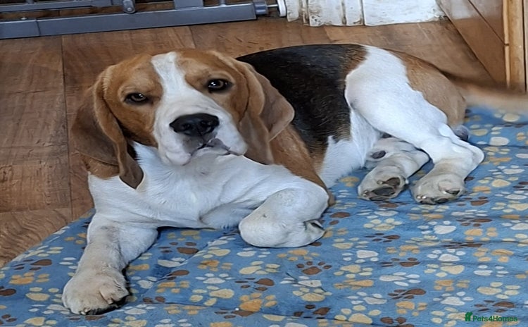 Beagle dogs - Advert 3
