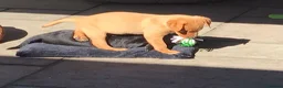Labrador Retriever dogs for sale: KC Registered Labrador Puppies  - Advert 7