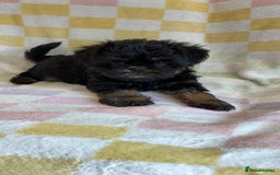 Griffon Bruxellois dogs for sale: Exceptionally confident beautys - Image 2