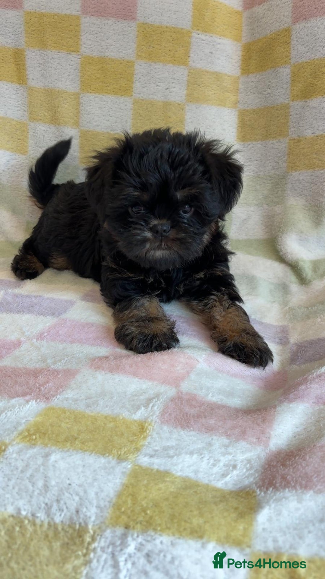 Griffon Bruxellois dogs for sale: Exceptionally confident beautys - Image 2
