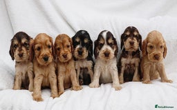 Cocker Spaniel dogs for sale: Stunning SHOW cockers READY TO LEAVE  - Image 6