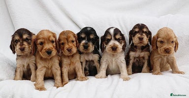 Cocker Spaniel dogs - Advert 4