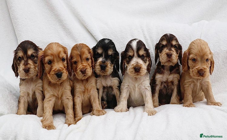 Cocker Spaniel dogs - Advert 7
