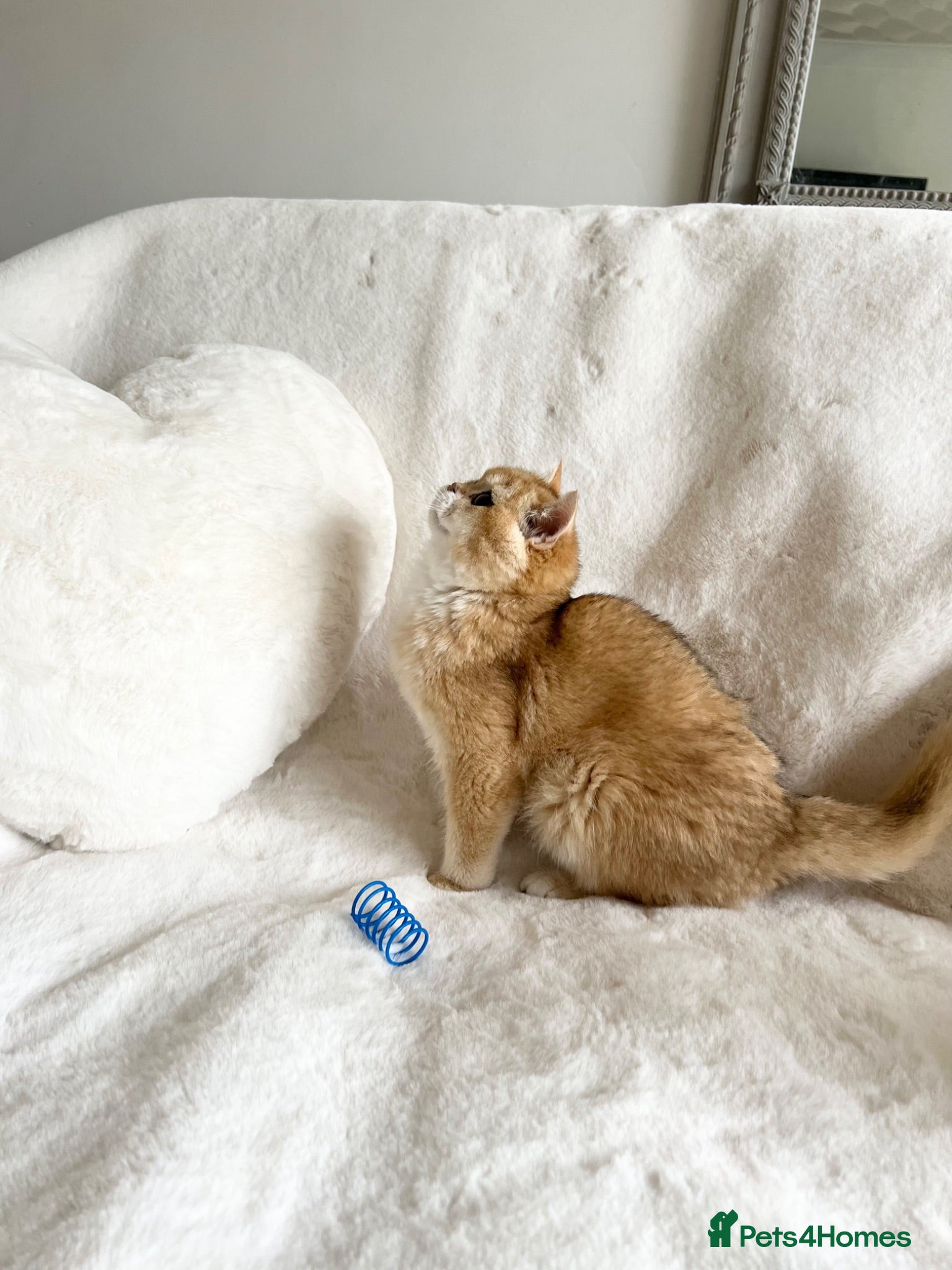 British Shorthair cats Ny12 Golden BSH Boy from European Parents - Advert 2