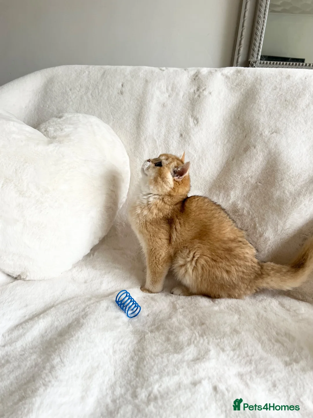British Shorthair cats for sale: Ny12 Golden BSH Boy from European Parents - Advert 2