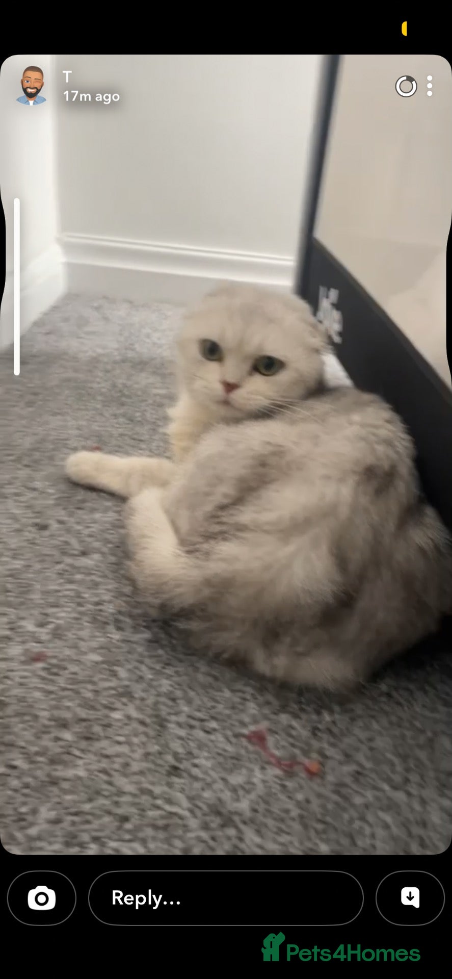 Scottish Fold cats TICA REGISTERED SCOTTISH FOLD MALE  - Advert 1