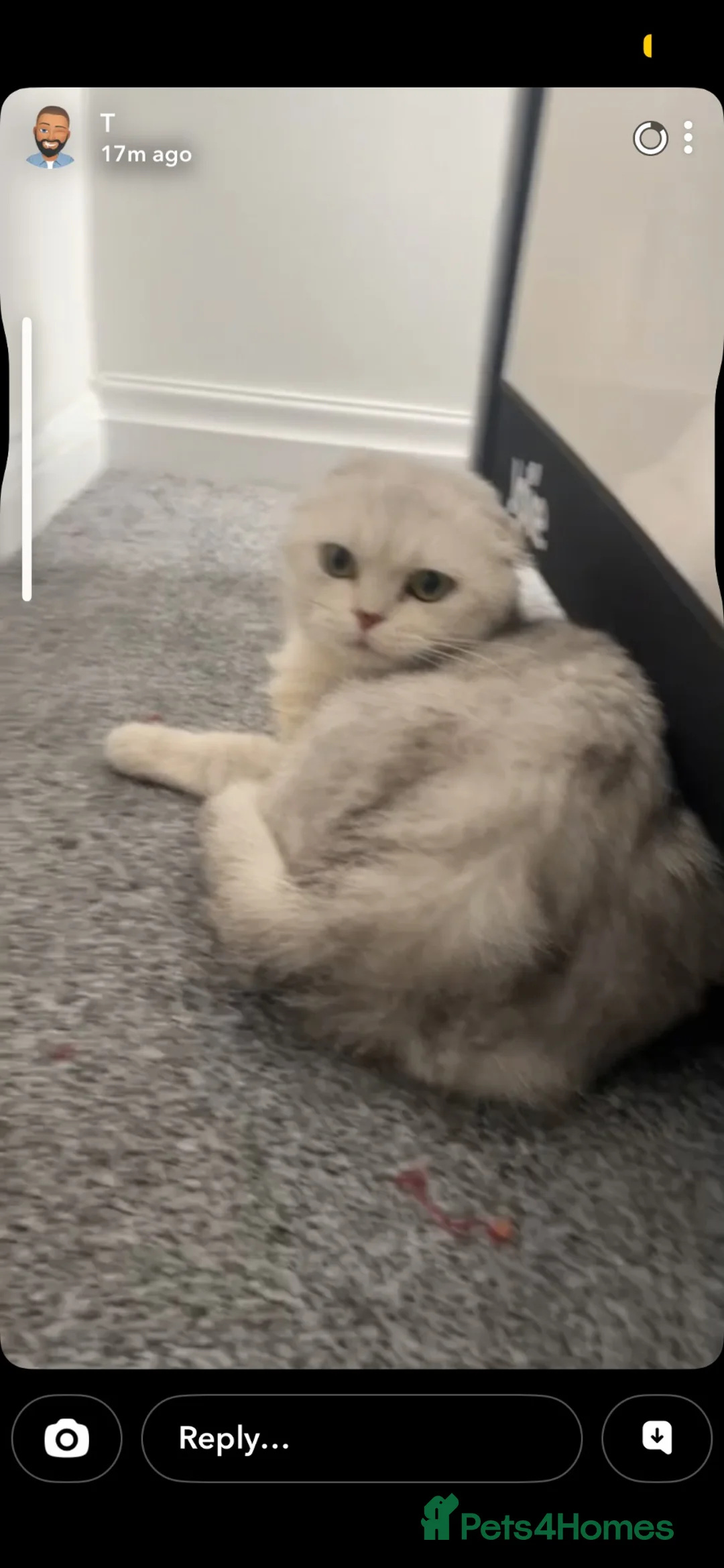 Scottish Fold cats for sale: TICA REGISTERED SCOTTISH FOLD MALE  - Advert 1