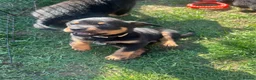 Rottweiler dogs for sale: Ready to leave Gorgeous last female Rottweiler - Advert 11