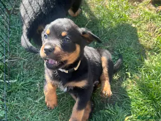 Rottweiler dogs Gorgeous Rottweiler pups ready to leave Monday - Advert 17