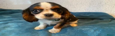 Cavalier King Charles Spaniel Puppy 3