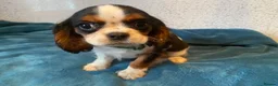 Cavalier King Charles Spaniel dogs for sale: Cavalier King Charles spaniel  - Advert 3