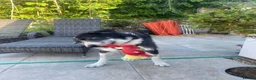 Mixed Breed dogs for adoption: Jessie desperately seeking her special person 💔 in Boston - Advert 15