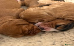 Cocker Spaniel dogs for sale: Show Type Cocker Spaniels - Image 4