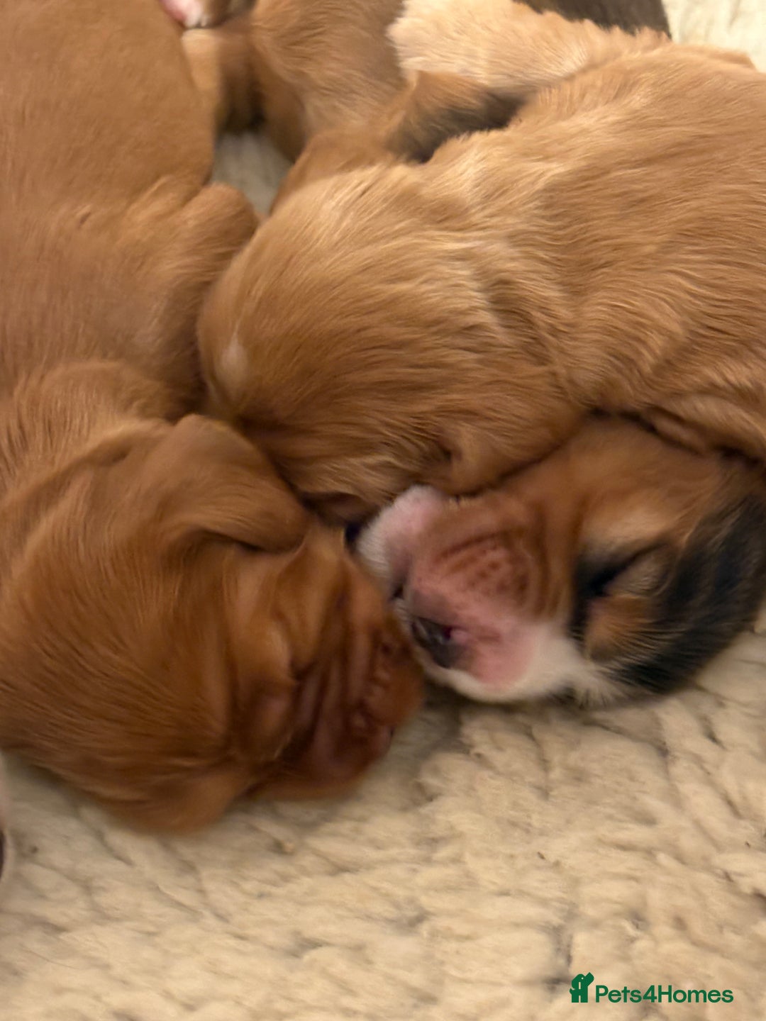 Cocker Spaniel dogs for sale: Show Type Cocker Spaniels - Image 4