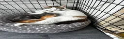 Mixed Breed cats for sale: Last beautiful kitten - Advert 4