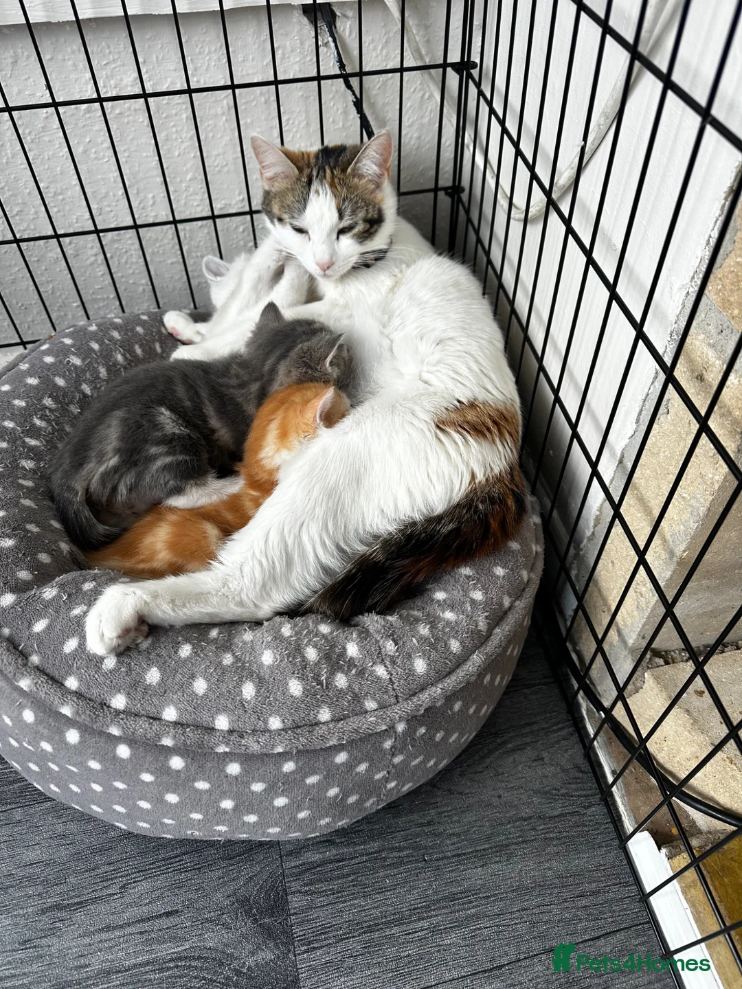 Mixed Breed cats for sale: Last beautiful kitten - Advert 4