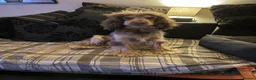 Cocker Spaniel dogs for sale: His name is woody in Brough - Advert 2
