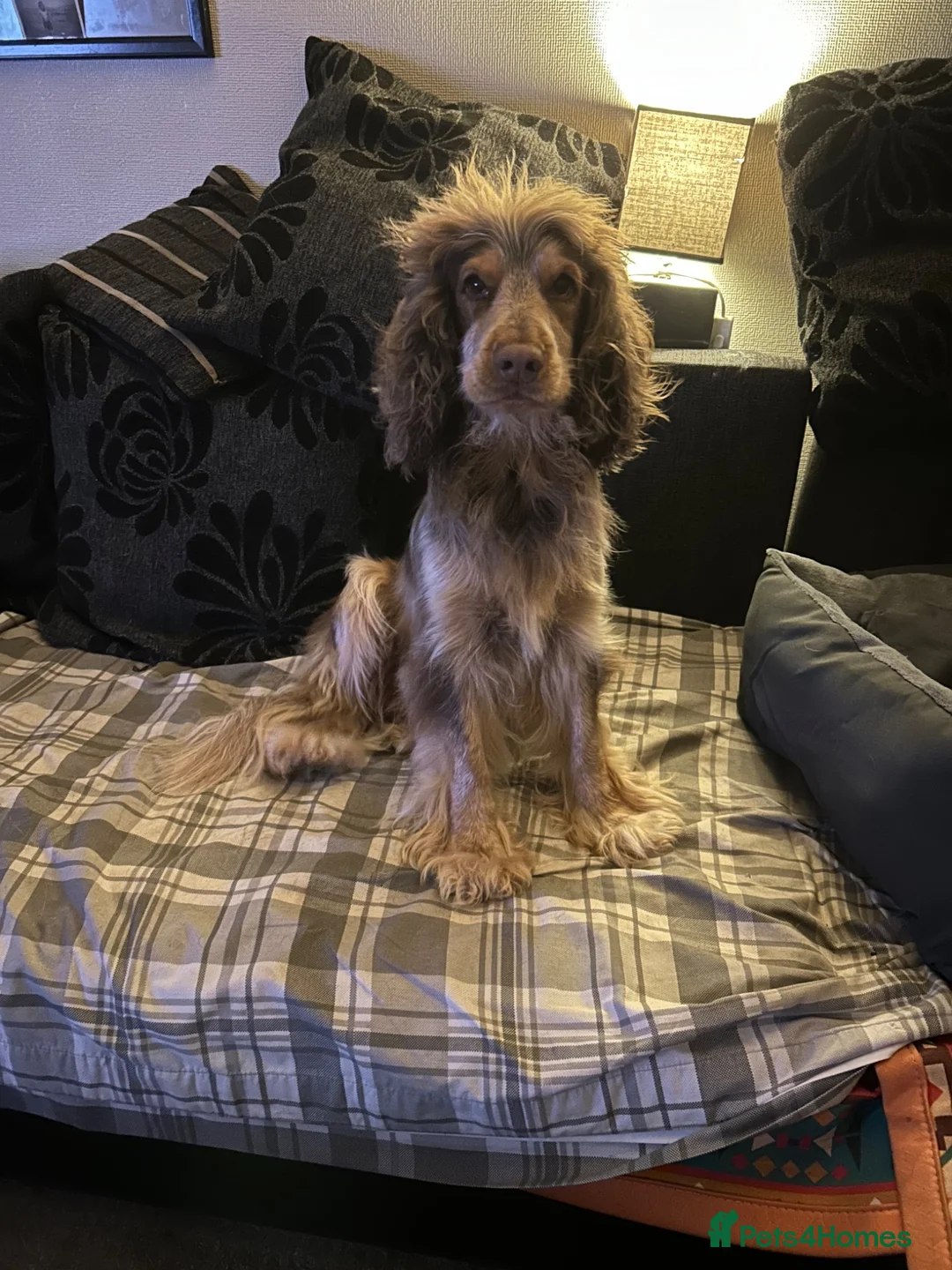 Cocker Spaniel dogs for sale: His name is woody in Brough - Advert 2