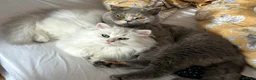 British Longhair cats for sale: Beautiful British Longhair Boys! - Advert 3