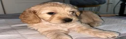 Mixed Breed dogs for sale: 6 adorable puppies  - Advert 23