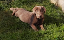 Labrador Retriever dogs for stud: Silver Labrador boy for stud  - Image 5