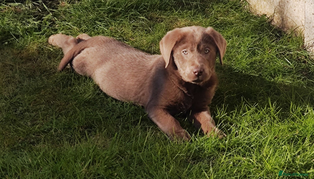 Labrador Retriever dogs for stud: Silver Labrador boy for stud  - Image 5