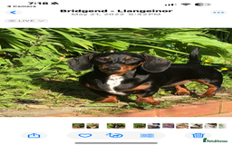 Miniature Dachshund dogs for sale: Quality Miniature Dachshund  - Image 4