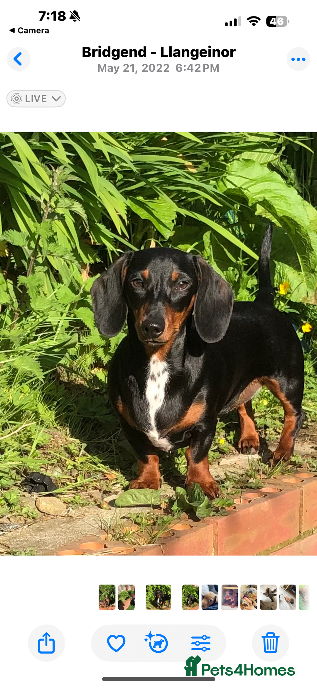 Miniature Dachshund dogs for sale: Quality Miniature Dachshund  - Image 4