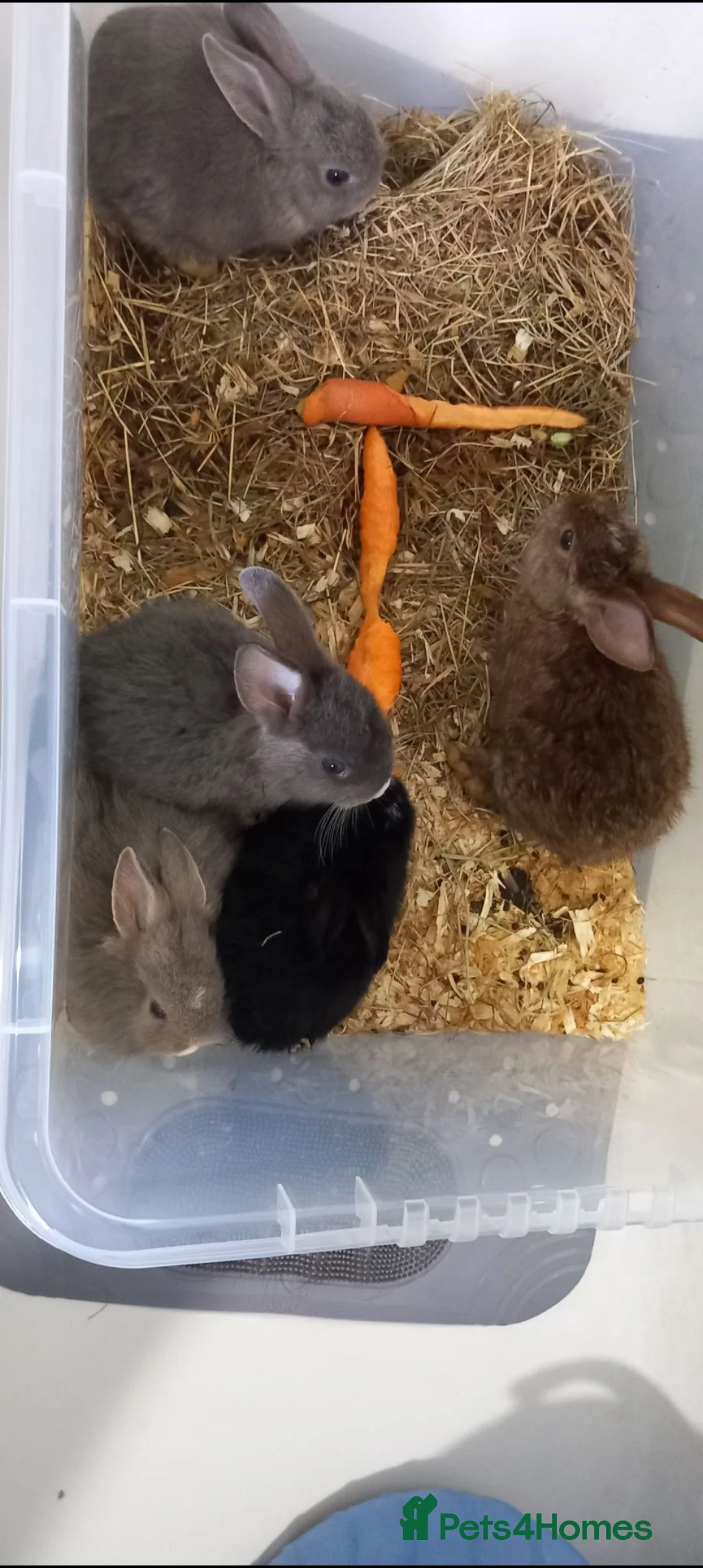 Lionhead rabbits for sale: Lionhead mini lop - Advert 2