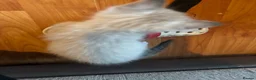 Mixed Breed cats for sale: 2 male tan tabbies  - Advert 11