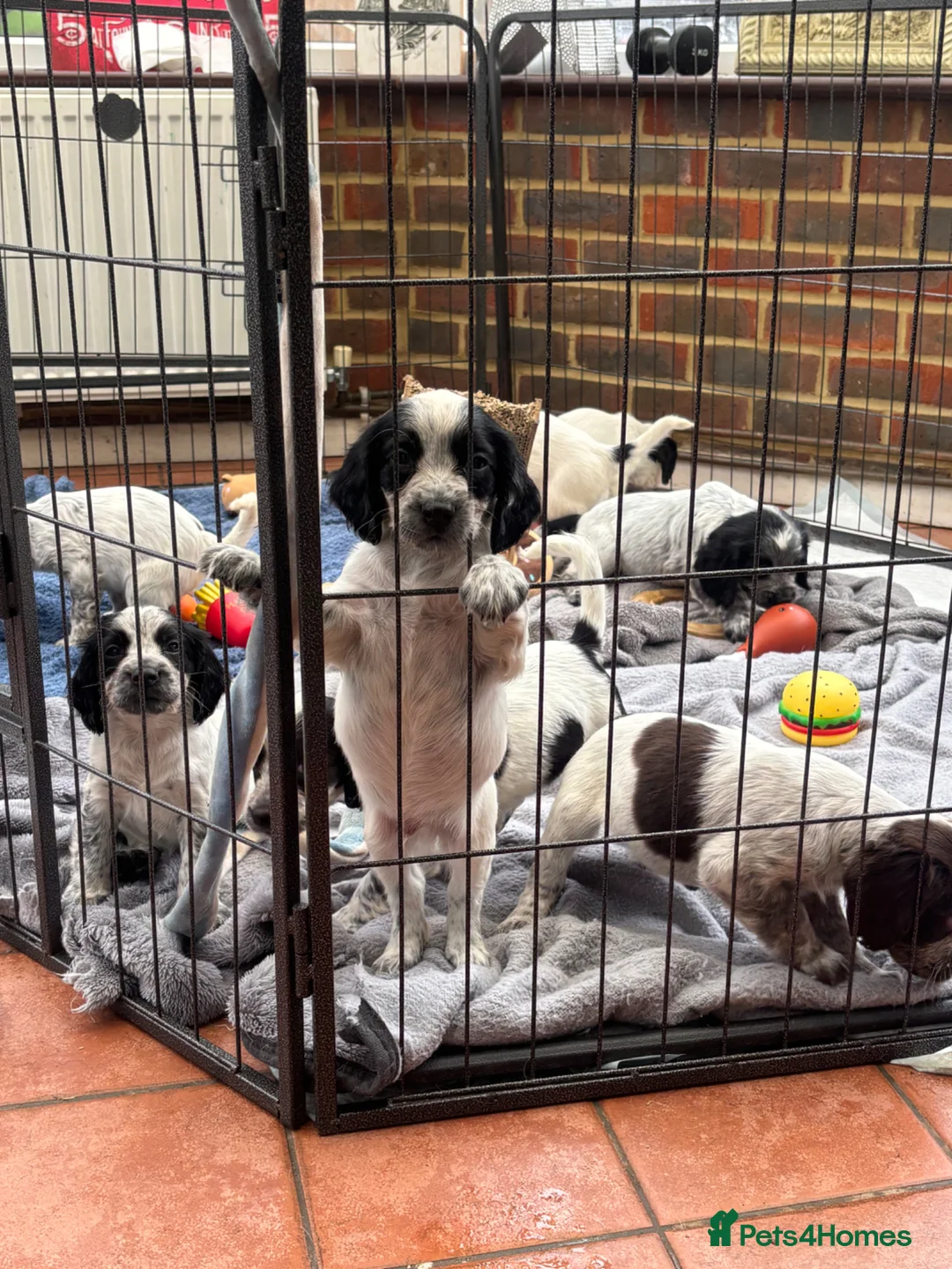 Sprocker dogs for sale: Sprocker Spaniels- trusted breeder  **  - Advert 1
