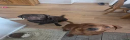 Labrador Retriever dogs for sale: Labrador puppies  in Rugeley - Advert 13