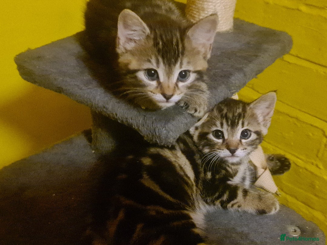 Mixed Breed cats for sale: tabby kittens - Image 3
