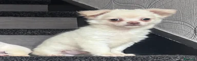 Chihuahua 1