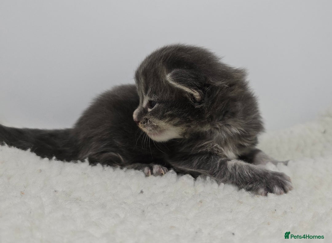 Maine Coon cats for sale: Maine Coon Kittens LARGE Blue/Black Tortie/Tabby - Advert 6