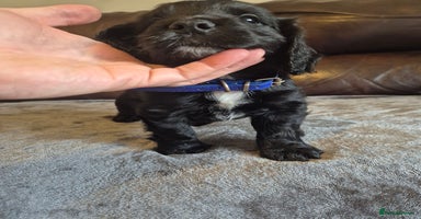 Cocker Spaniel dogs - Advert 3