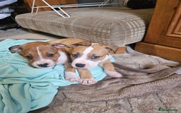 Mixed Breed dogs for sale: Gorgeous litter of puppies red fawn  - Image 4