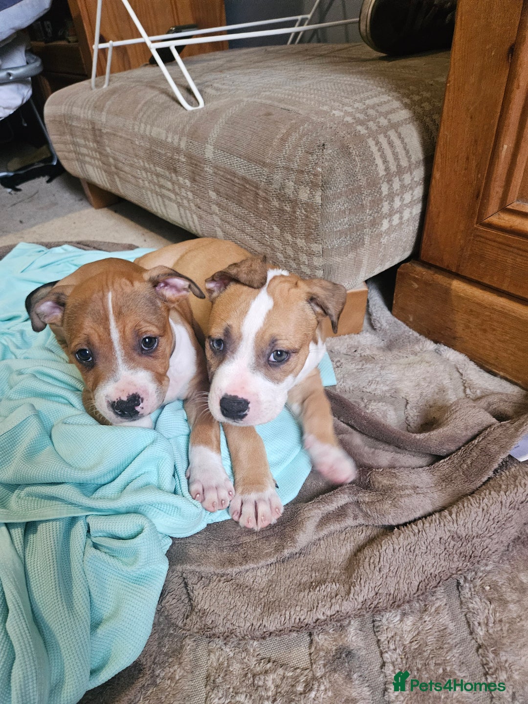 Mixed Breed dogs for sale: Gorgeous litter of puppies red fawn  - Image 4