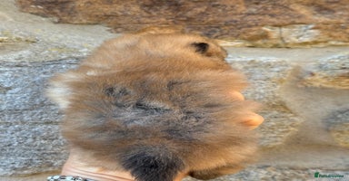 Pomeranian dogs - Advert 1
