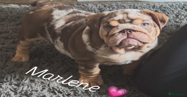 English Bulldog dogs - Advert 7