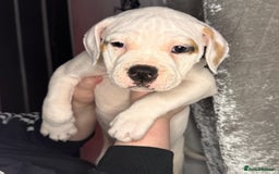 American Bulldog dogs for sale: American Bulldog Puppies – Ready Now! - Image 6