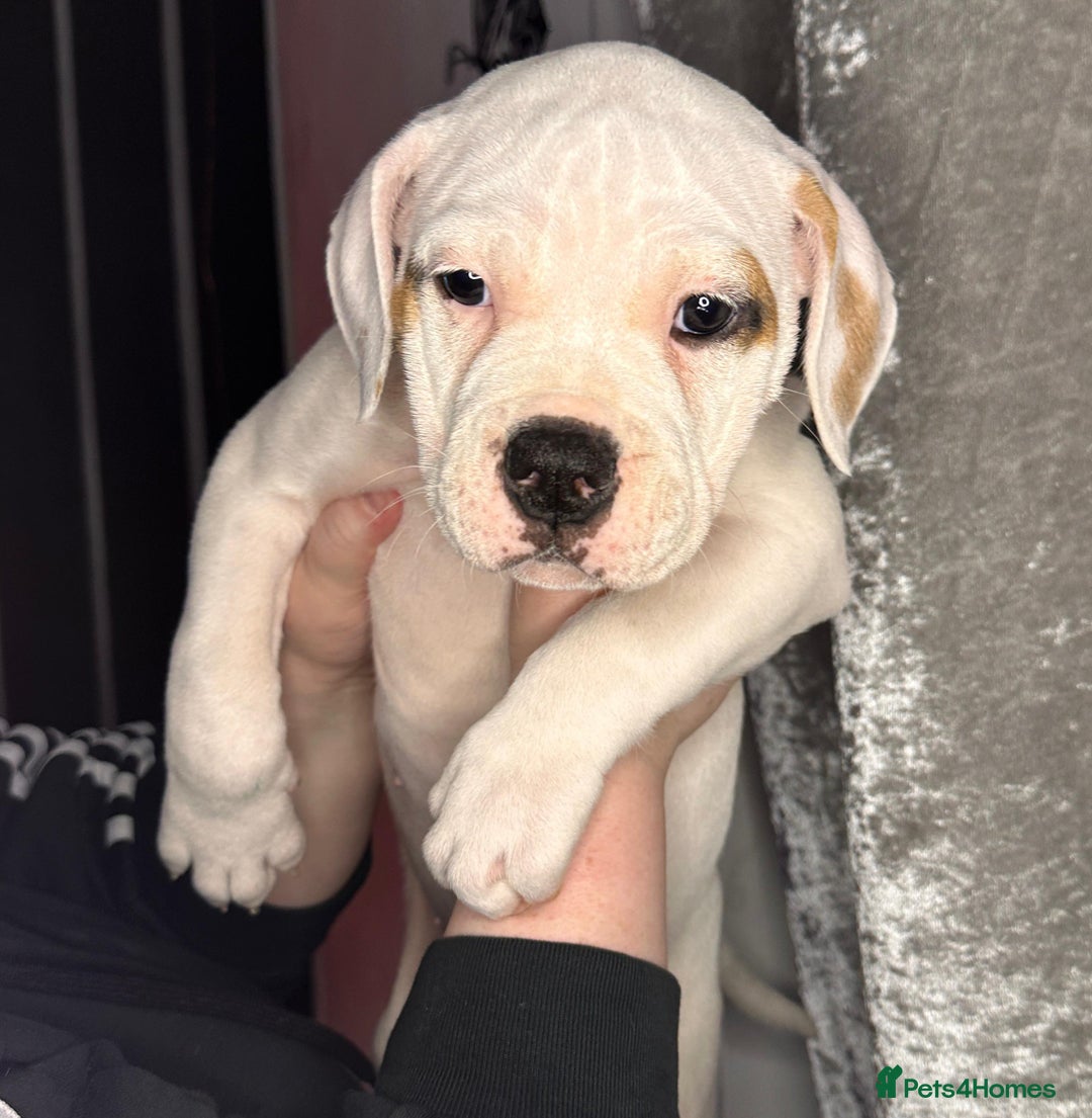 American Bulldog dogs for sale: American Bulldog Puppies – Ready Now! - Image 6