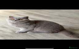 British Shorthair cats for sale: Active Lilac Cream Tortie  - Image 1